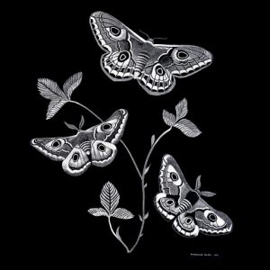 Geoff Edmunds The Butterflies