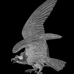 Geoff Edmunds Osprey Scratchboard art