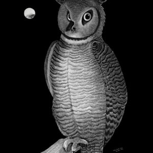Geoff Edmunds The Owl Scratchboard art