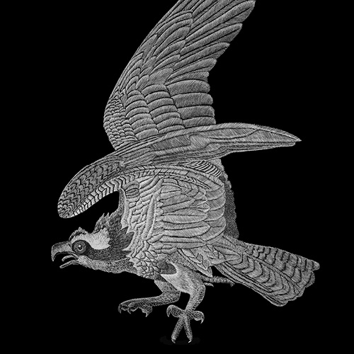 Geoff_Edmunds_art_Square_Osprey